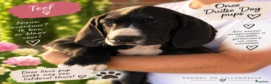 Duitse Dog 5