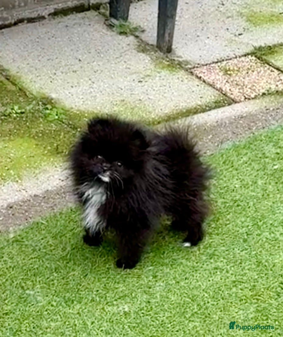 Pomeriaan honden Pomeriaan teefje - Advertentie 2