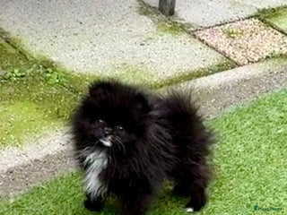 Pomeriaan honden Pomeriaan teefje - Advertentie 1