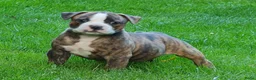 Amerikaanse Bulldog honden te koop: Mooie Amerikaanse Bulldog pups  - Advertentie 11