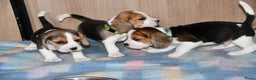 Beagle honden te koop: Prachtige Beagle pups - Advertentie 4