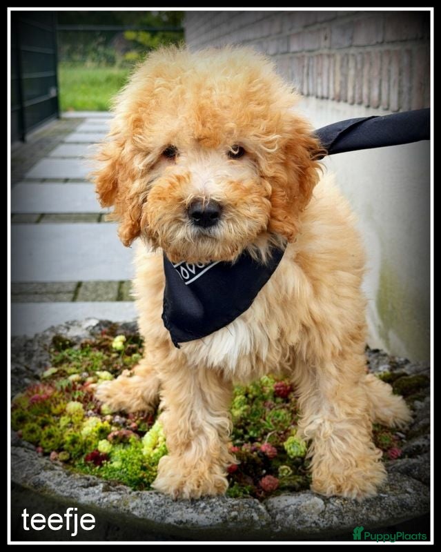 Labradoodle honden Labradoodle f4 pups. Mogen het nest verlaten. - Advertentie 1