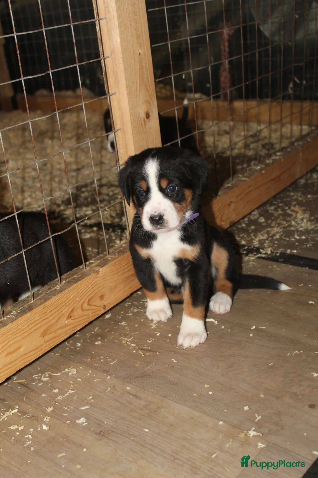 Grote Zwitserse Sennenhond honden te koop: Super leuke grote Zwitserse Sennen pups - Advertentie 9