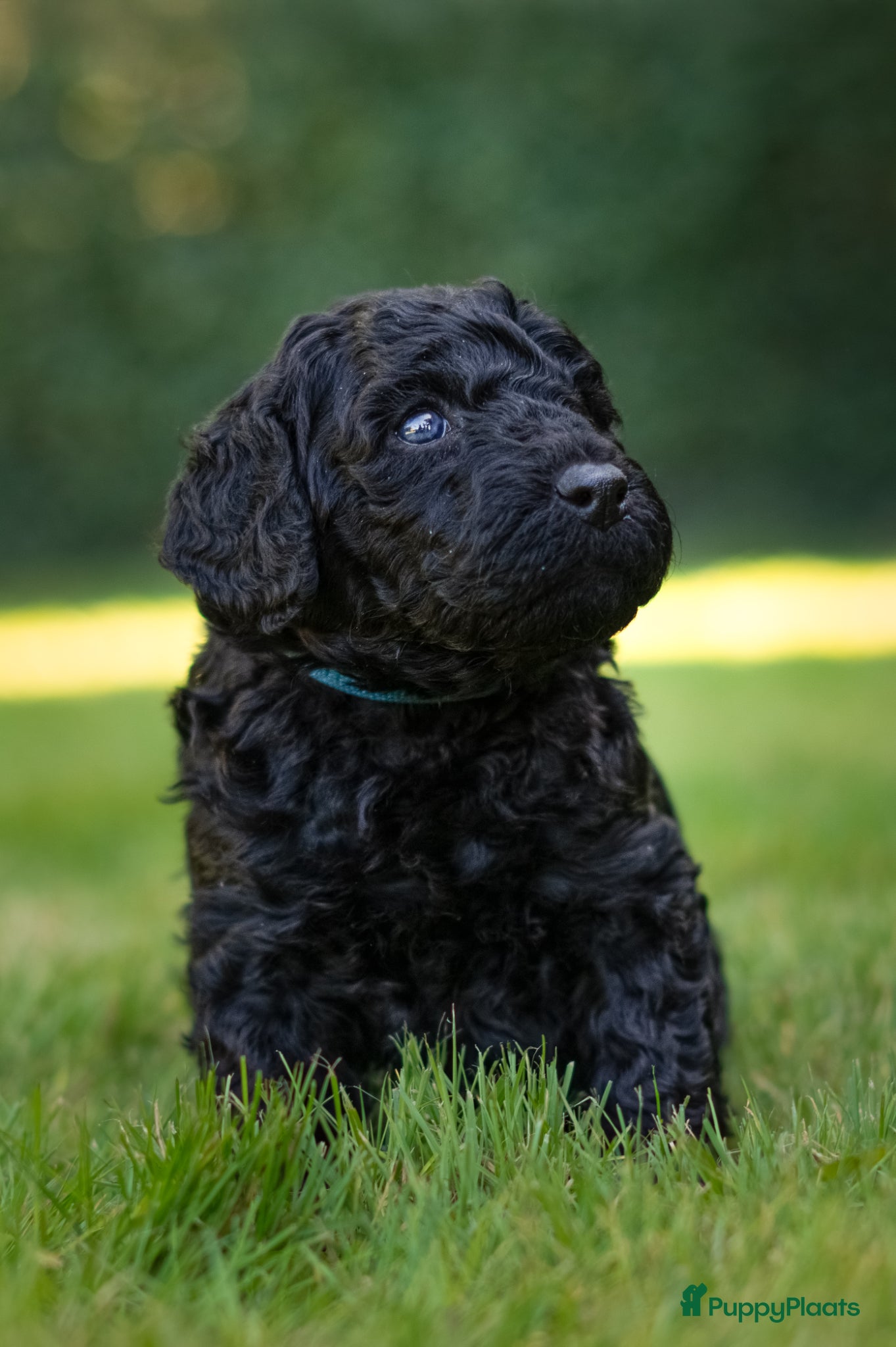 Puppy 1