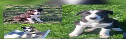 Border Collie honden te koop: Super sociale aanhankelijke pups - Advertentie 2