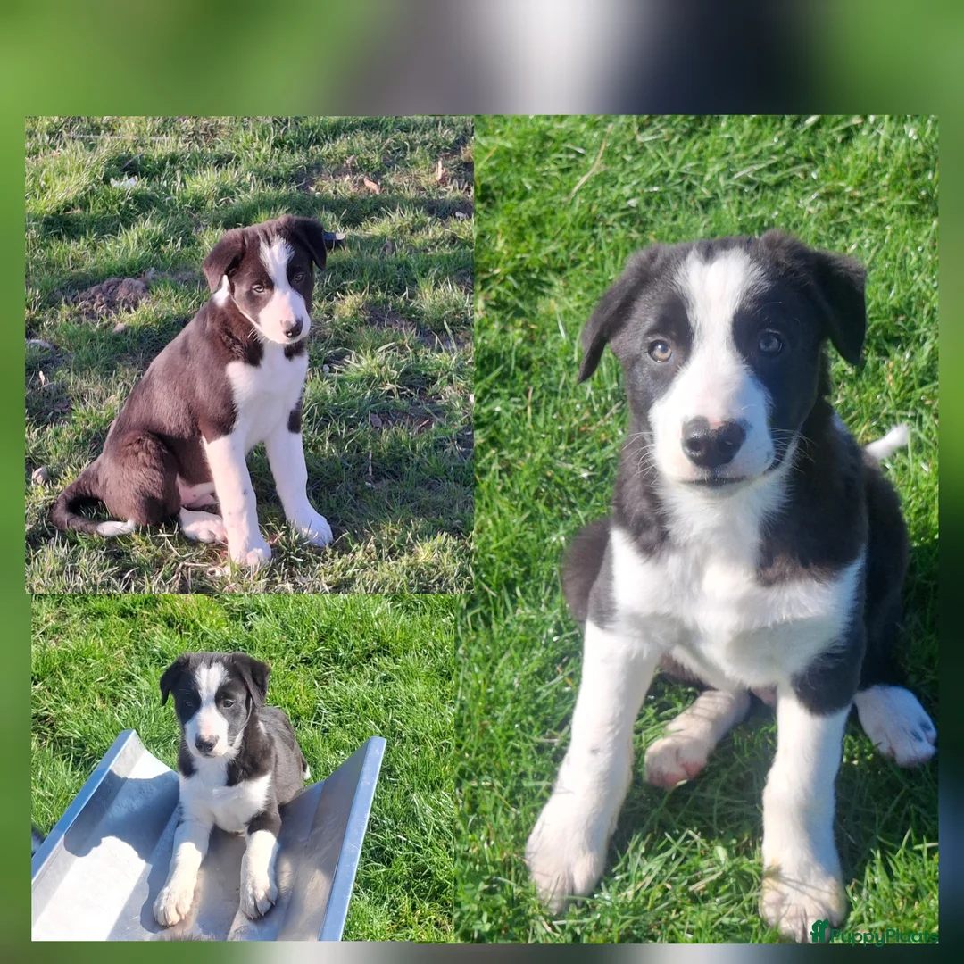 Border Collie honden te koop: Super sociale aanhankelijke pups - Advertentie 2