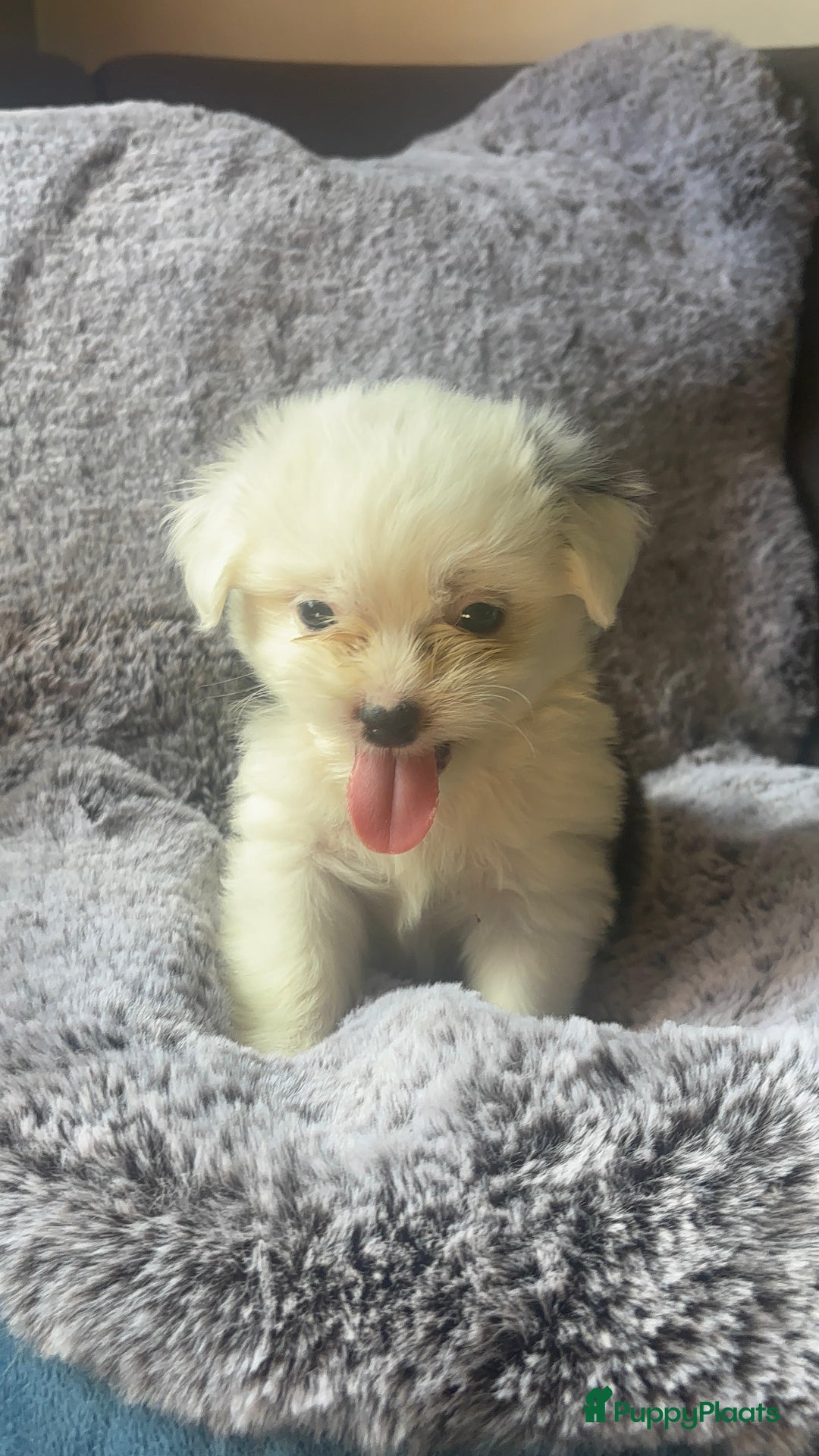 Boomer honden te koop: Super mooie klein blijvende boomer pups - Afbeelding 4