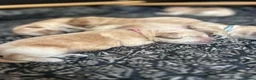 Kruising honden te koop: Cockapoo x doodle pups zoeken de liefste baasjes - Advertentie 4