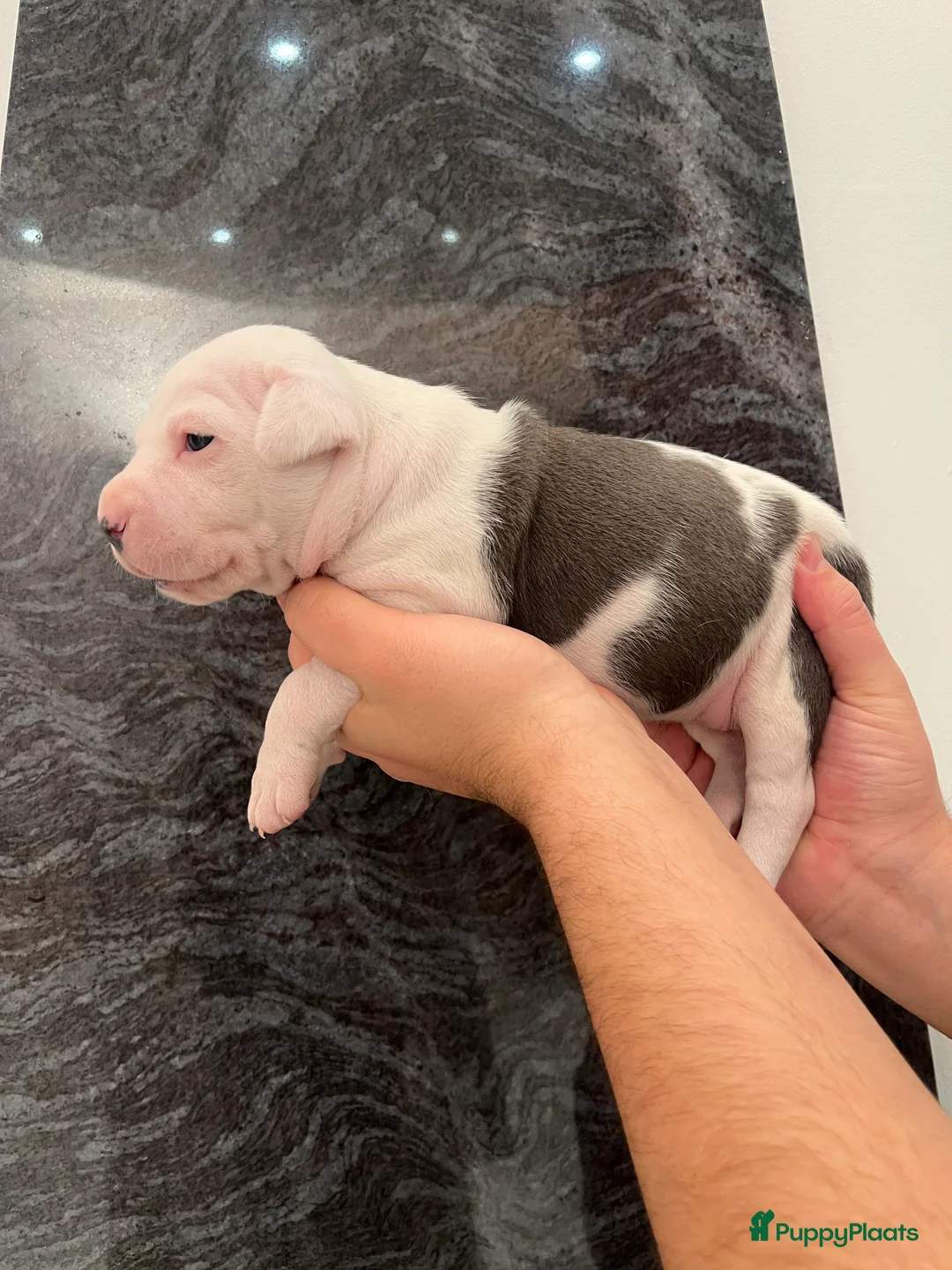 American Staffordshire Terriër honden te koop: Amerikaanse Stafford Pups - Advertentie 10