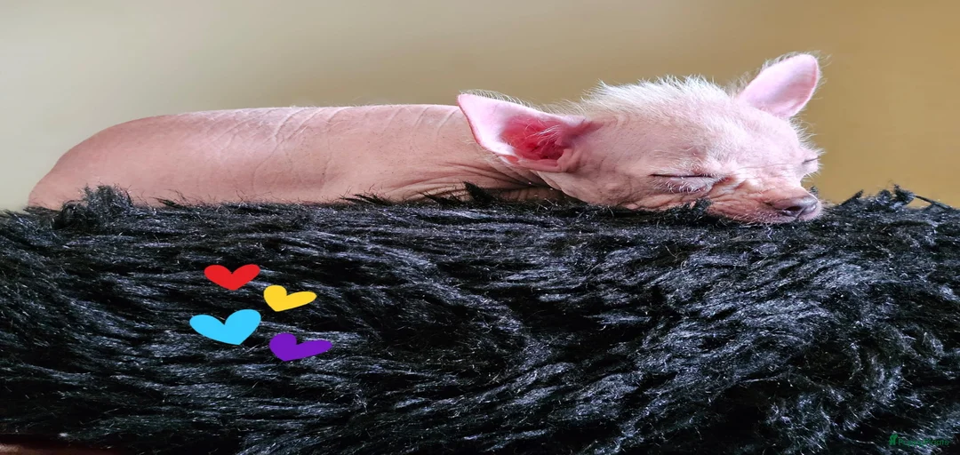 Galerij afbeelding {{count}}