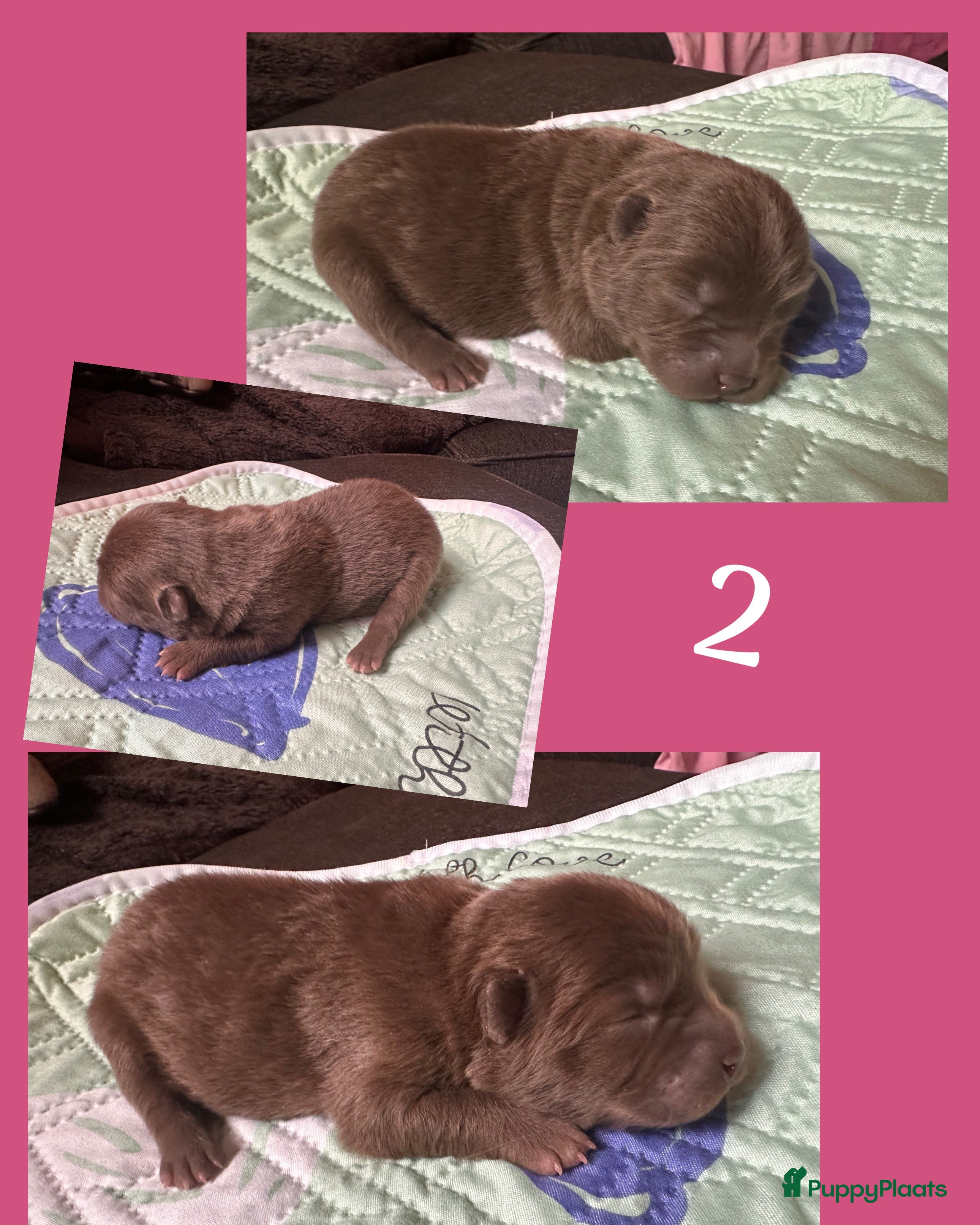 Chow Chow honden Mini Chow chow - Advertentie 2