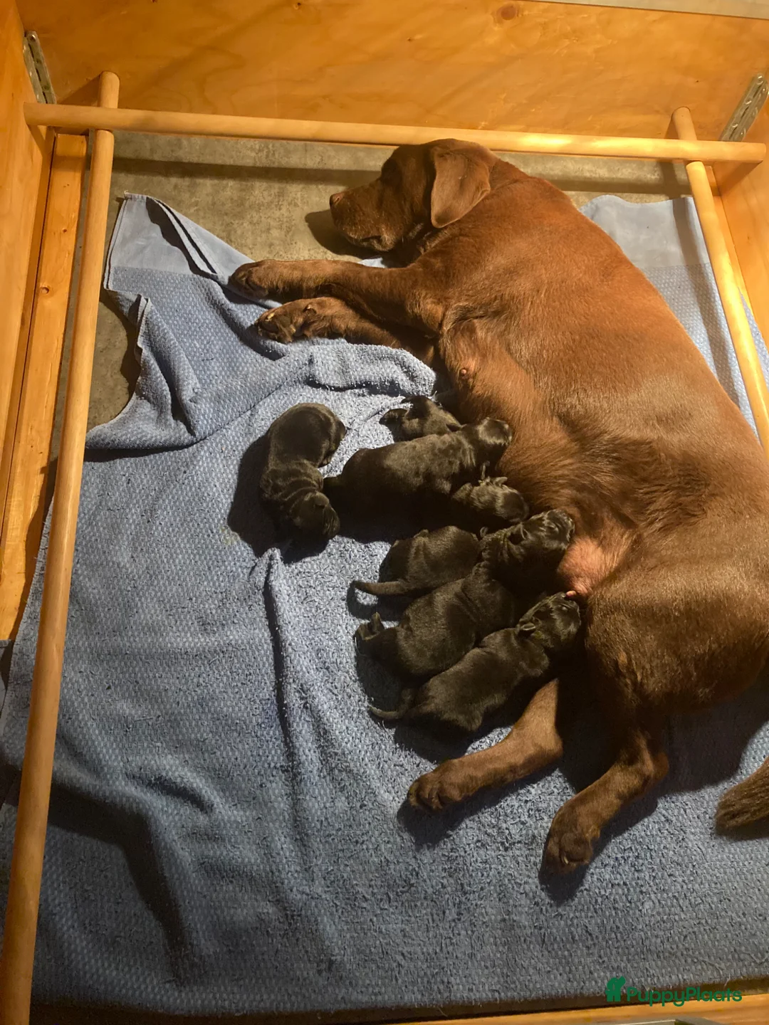 Labrador Retriever honden te koop: mooie zwarte Labrador puppy's te koop - Advertentie 1