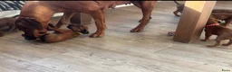 Rhodesian Ridgeback honden te koop: Pups met stamboom Rhodesian Ridgeback  - Advertentie 7