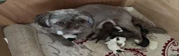 Shih Tzu honden te koop: Shih Shi pups in Joure - Advertentie 3