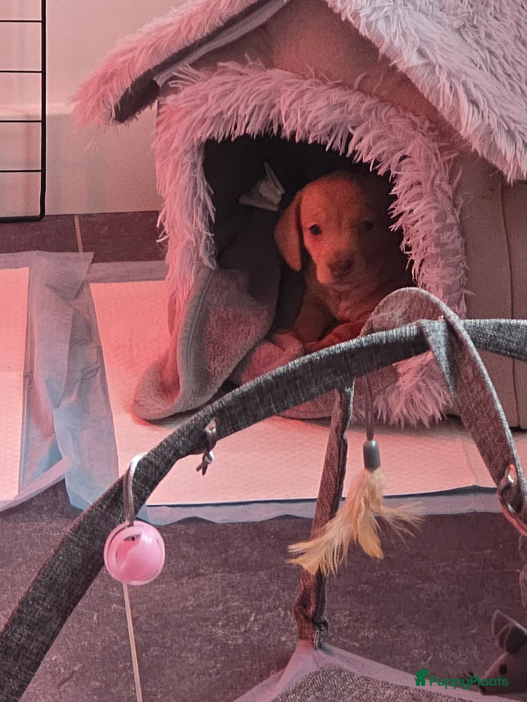 Teckel (korthaar)  honden te koop: Dwergteckel pup kortharig cream blond!!! - Advertentie 1