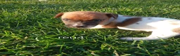 Jack Russel Terriër honden te koop: Boerderijpups jack russel reutjes - Advertentie 6