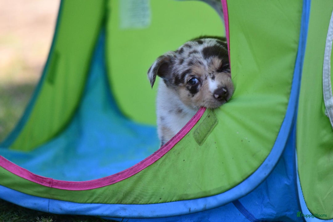 Australian Shepherd honden te koop: Australian Shepherd x Kelpie Pups in Maashees - Afbeelding 6