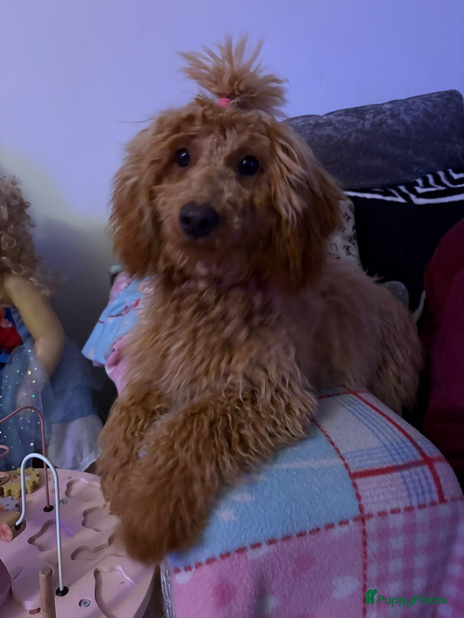 Kruising honden Toy/dwergpoedel pup reu - Advertentie 5