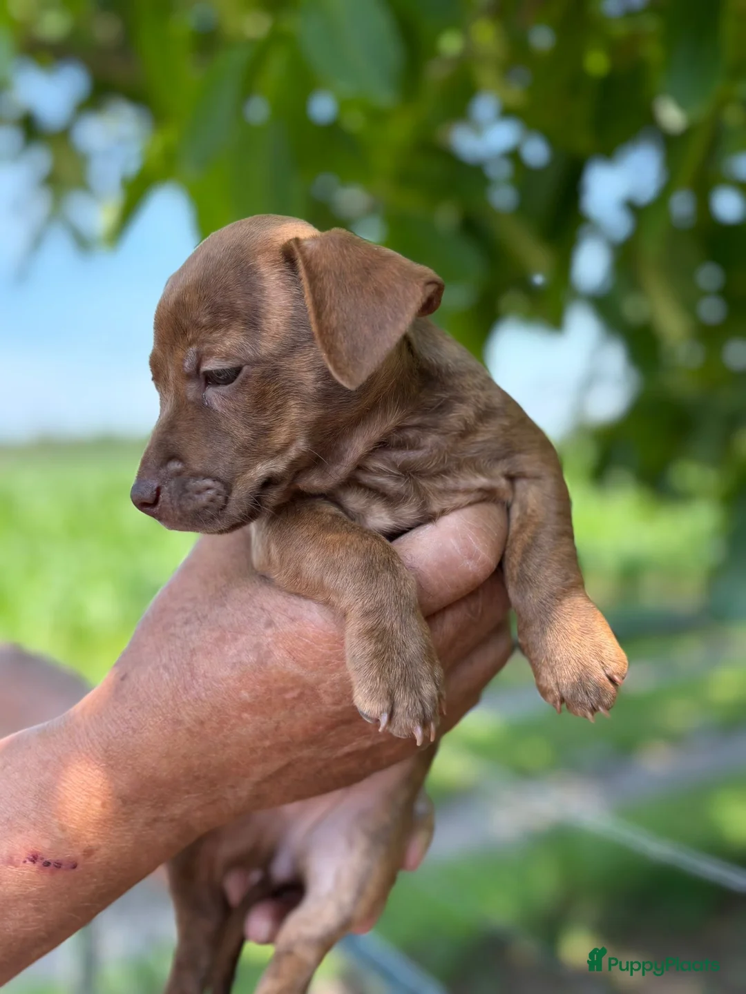 Jack Russel Terriër honden te koop: Prachtige Jack Russel pups te koop - Advertentie 8