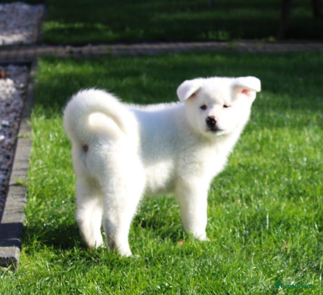Akita honden te koop: Zeldzaam mooie witte japanse akita pups - Advertentie 2