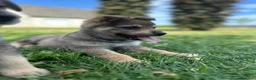 Kruising honden te koop: Pup Eurasiër / Herdermix - Advertentie 14