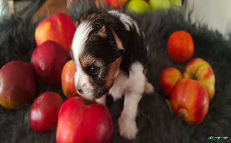 Yorkshire Terriër honden - Advertentie 1