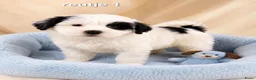 Boomer honden te koop: Super mooie boomer pups maltezer maal shih tzu - Advertentie 4