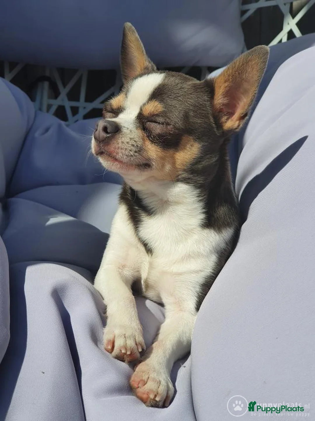 Chihuahua honden ter dekking: Prachtige BLAUW/GRIJZE chihuahua dekreu - Advertentie 2