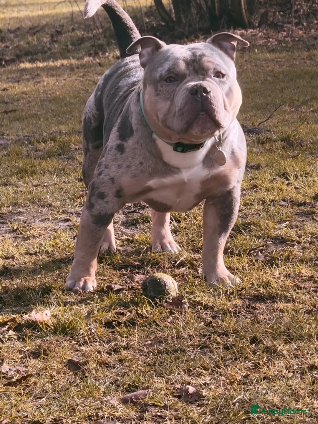 Amerikaanse Bully honden ter dekking: dekreu american bully pocket - Advertentie 6