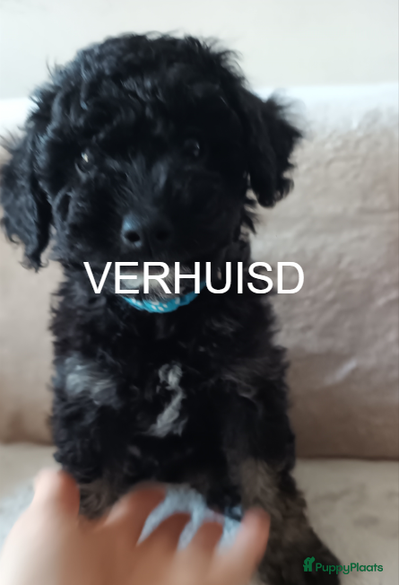 Dwergpoedel honden Dwergpoedel mini - Advertentie 1