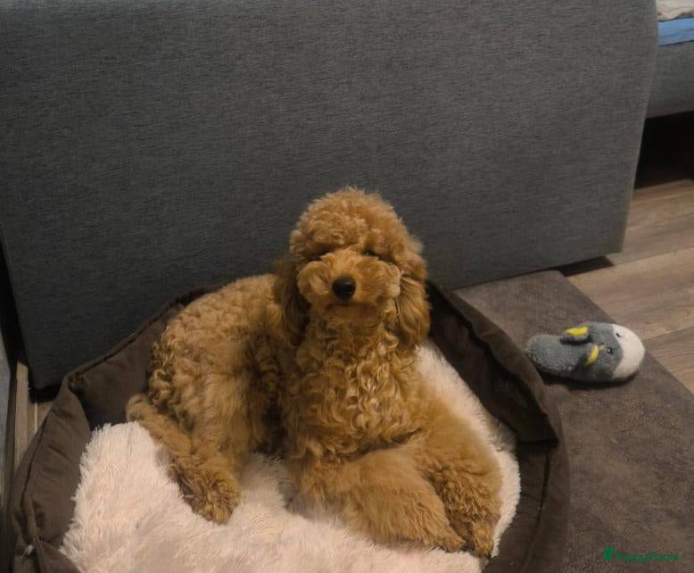 Poedel Toy honden Toy Poedel pups - Advertentie 5