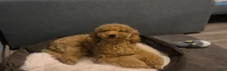 Poedel Toy honden te koop: Toy Poedel pups - Advertentie 1