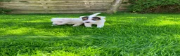 Parson Russell Terriër honden te koop: Mooie Parson russell terriër pup  - Advertentie 1