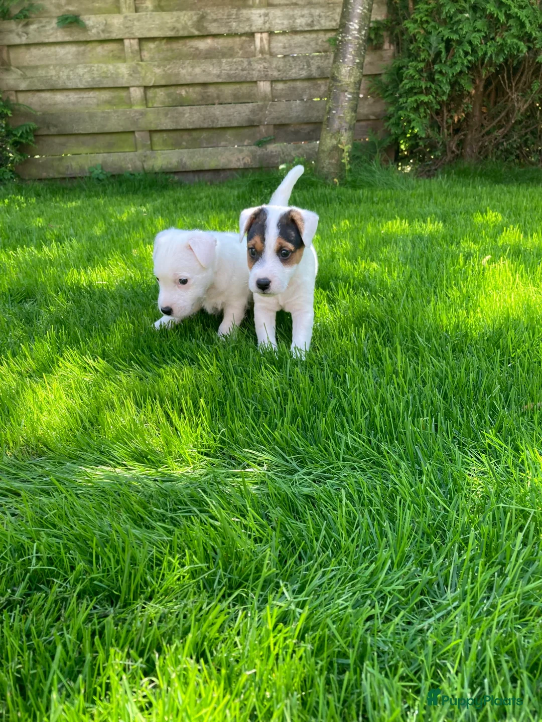 Parson Russell Terriër honden te koop: Mooie Parson russell terriër pup  - Advertentie 1