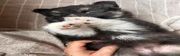 Pomsky honden te koop: 6 pomskys in Langeweg - Advertentie 13