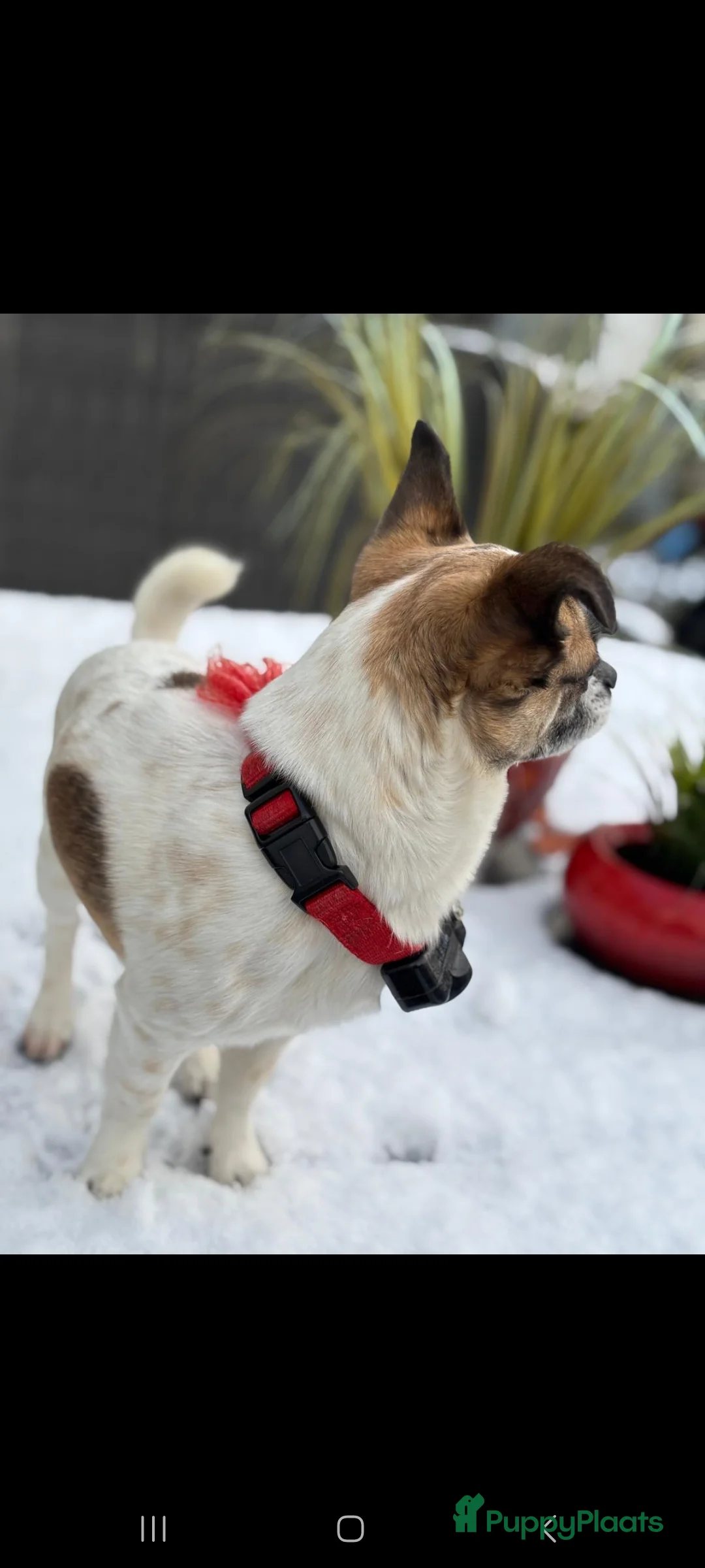 Kruising honden ter dekking: Lieve dekreu  - Advertentie 5