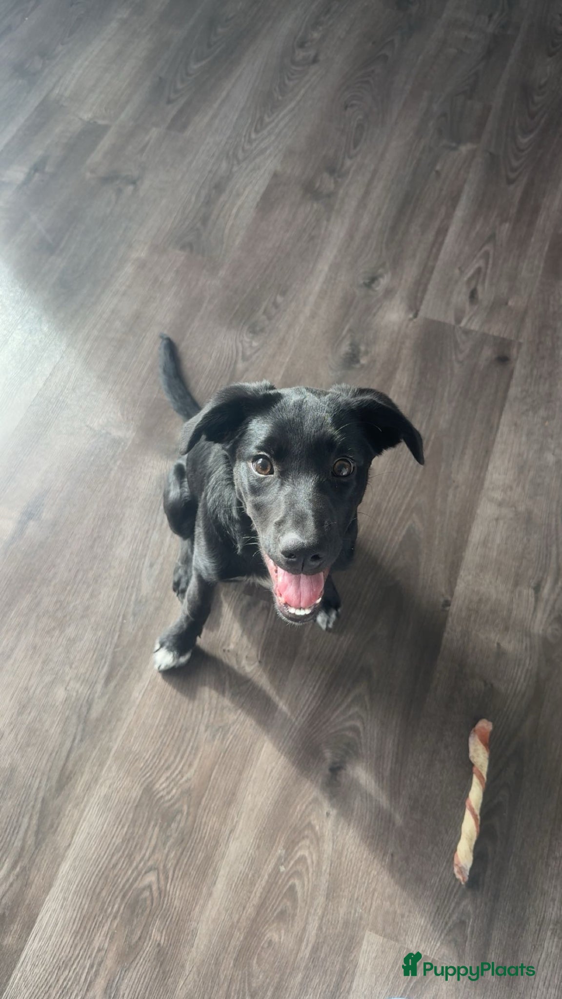 Kruising honden Labrador x bordercollie pup - Advertentie 2