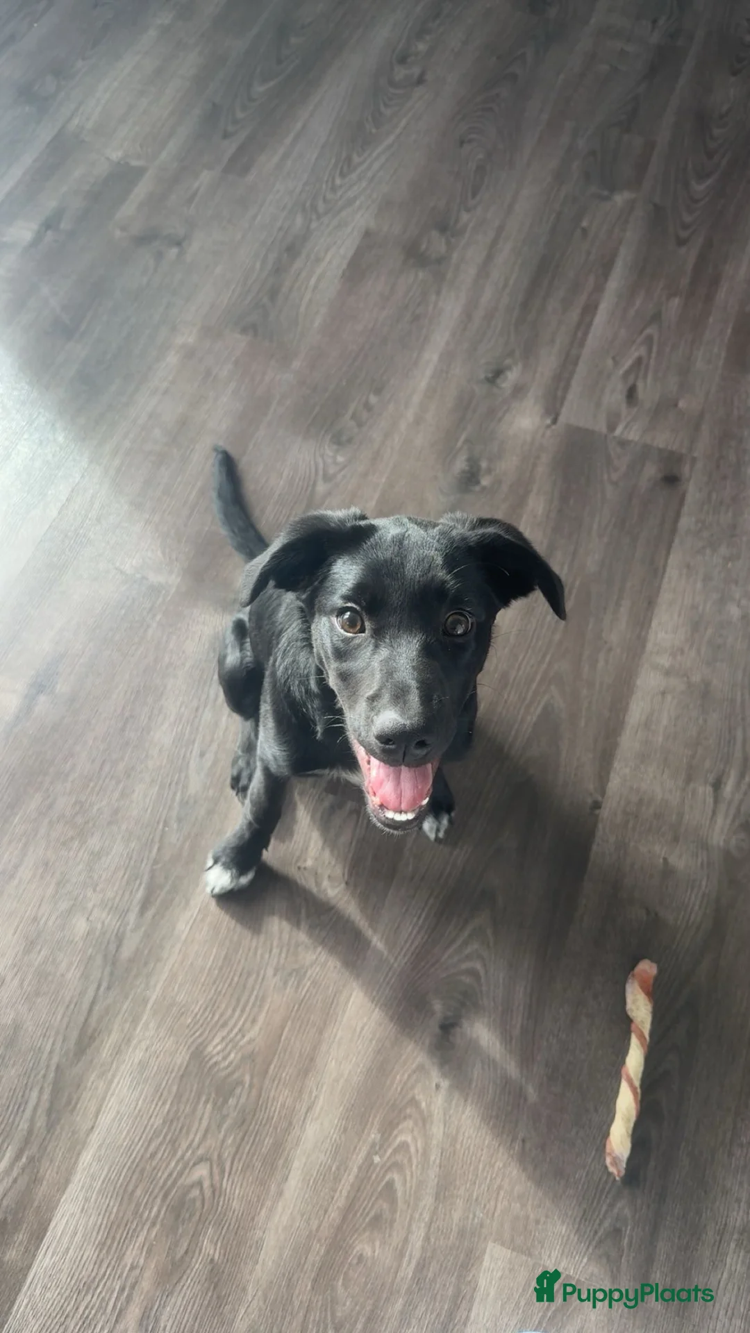 Kruising honden te koop: Labrador x bordercollie pup in Heenvliet - Advertentie 1