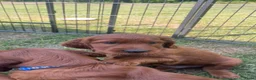 Ierse Setter honden te koop: Ierse setter  - Advertentie 5