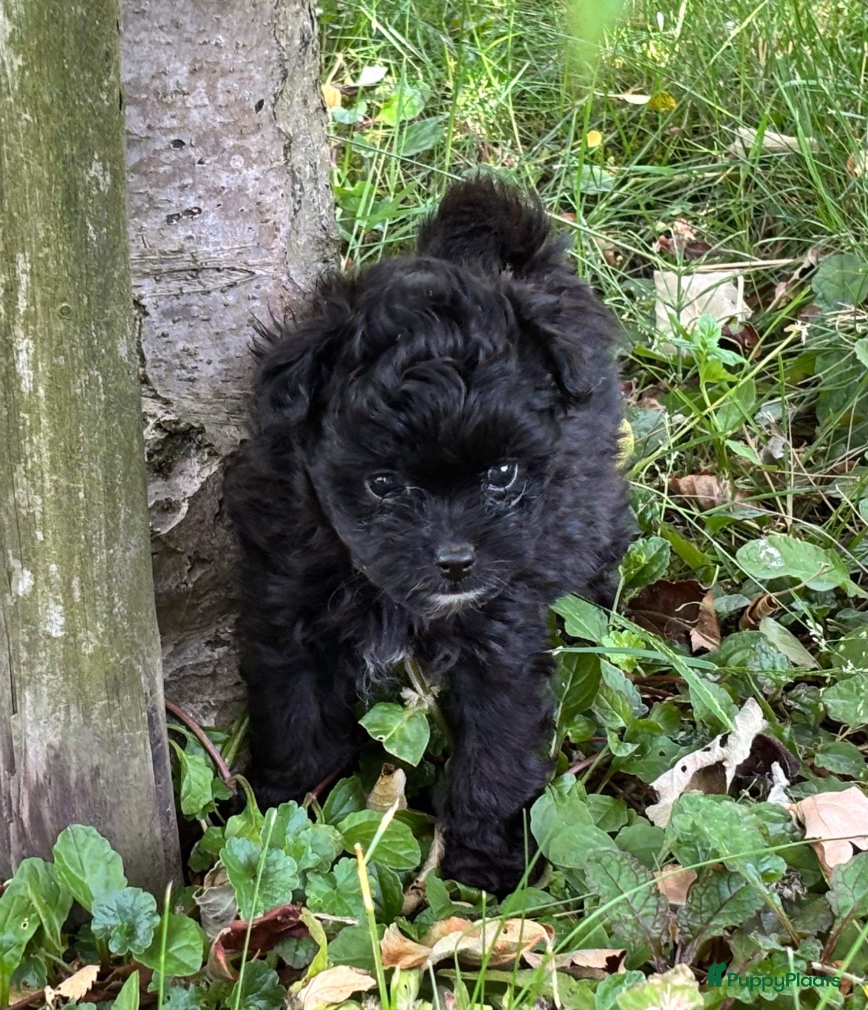 Kruising honden te koop: Pomapoo pups uit geteste ouders - Advertentie 7