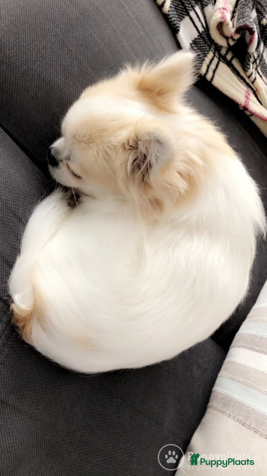 Kruising honden ter dekking: Dekreu chihuahua pomeriaan kruising Pomchi in Heemskerk - Advertentie 5