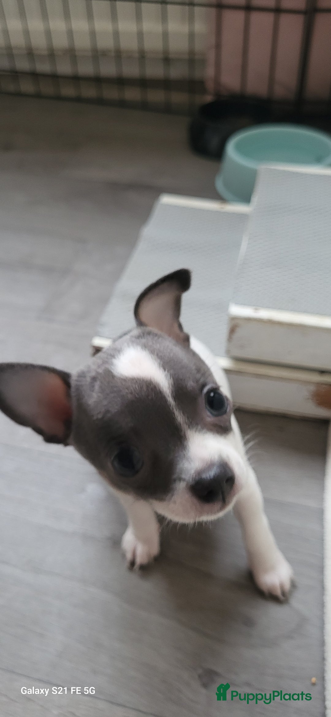 Chihuahua honden ter dekking: Dekreu, niet te koop. Blauw wit met crème  - Advertentie 8