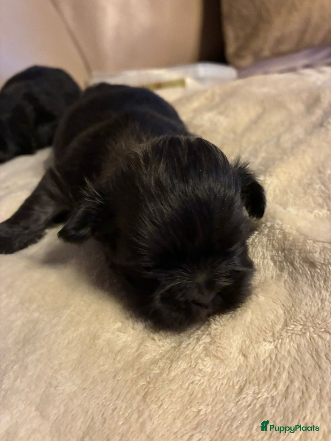 Shih Tzu honden te koop: Shih tzu pups  - Advertentie 5