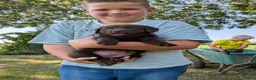 Labrador Retriever honden te koop: Prachtige super sociale labrador pups  - Advertentie 16