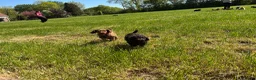 Australian Labradoodle honden te koop: Australian labradoodle pup reu - Advertentie 3