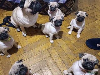 Mopshond honden Mopshond pups - Advertentie 4