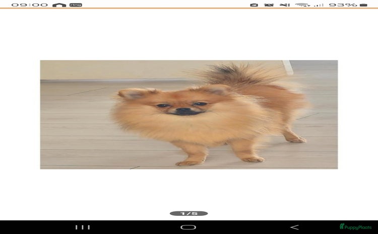 Pomeriaan honden - Advertentie 2