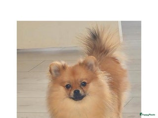 Pomeriaan honden Pomeriaan teefje - Advertentie 13