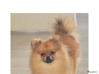 Pomeriaan honden Pomeriaan teefje - Advertentie 2