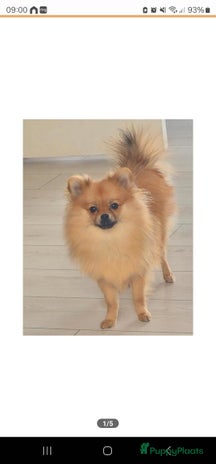 Pomeriaan honden - Advertentie 2